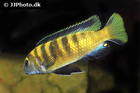 Chindongo Flavus (Tidl. Pseudotropheus Flavus)